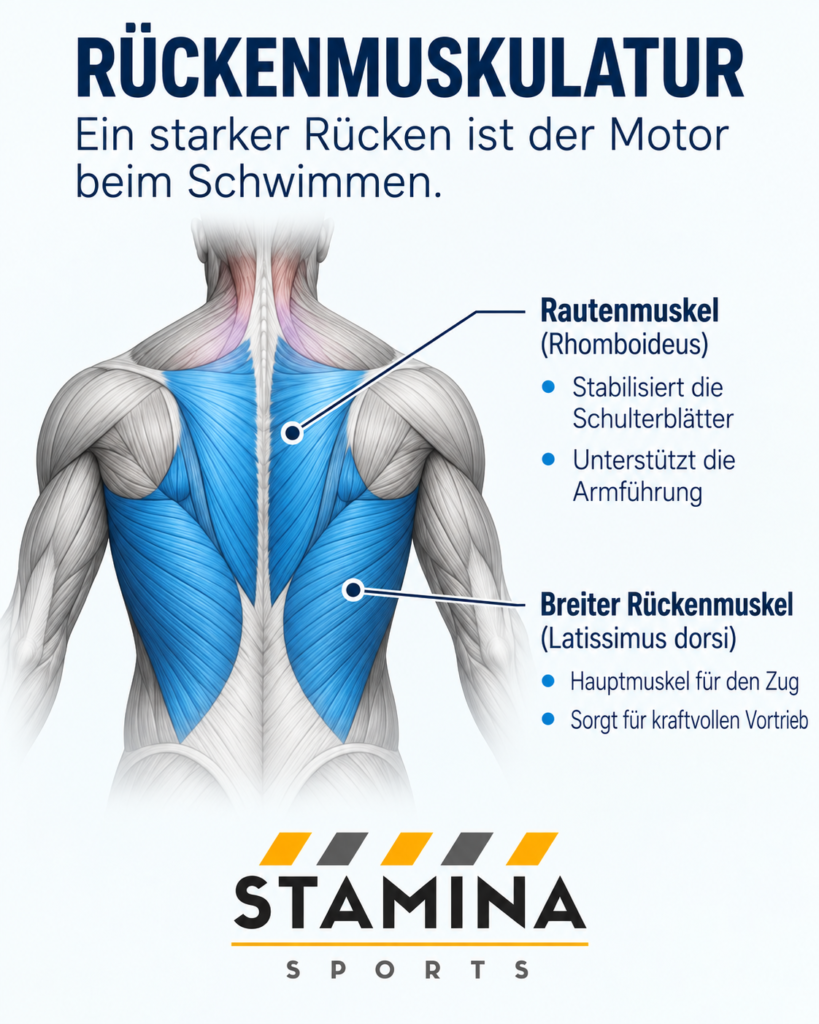 Schwimmanatomie: Wie arbeiten Muskeln beim kraulschwimmen? Latissimus und weitere Rückenmuskeln beim Kraulschwimmen