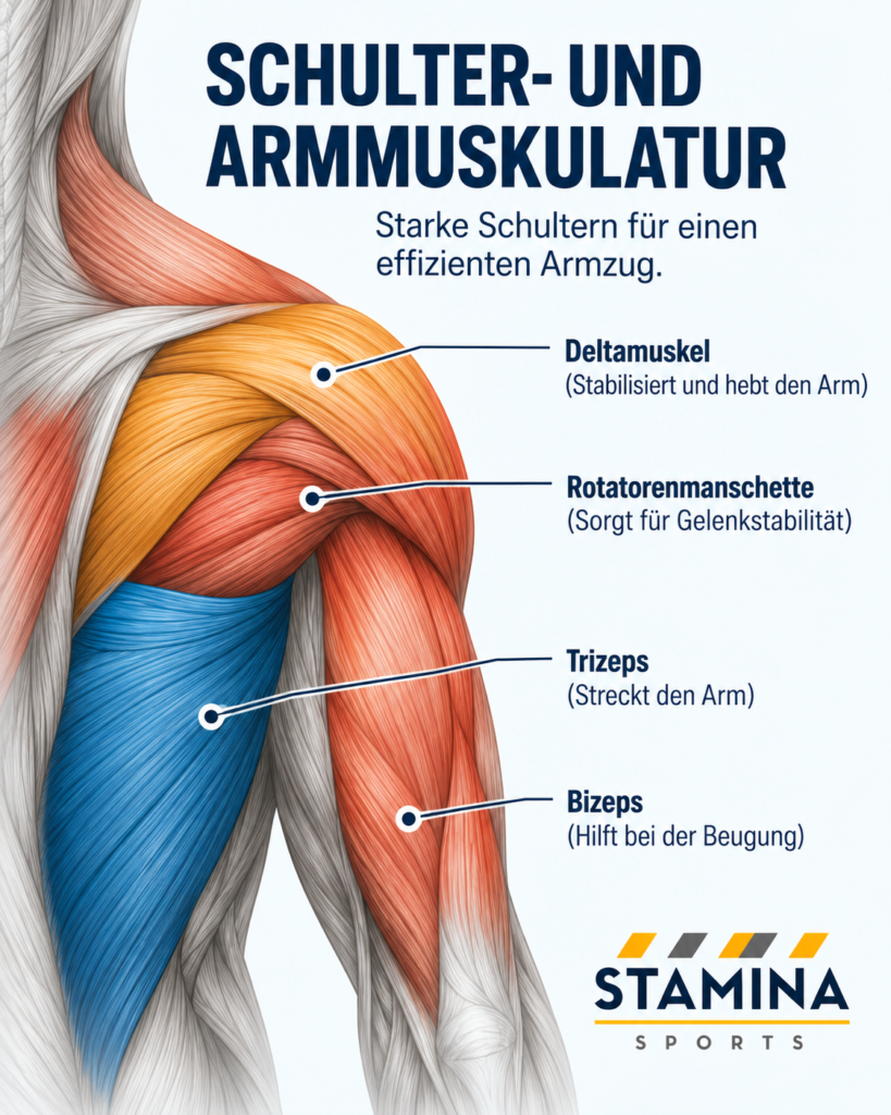 Schwimmanatomie: Wie arbeiten Muskeln beim kraulschwimmen? Armmuskulatur und Schulterkopf beim Kraulschwimmen