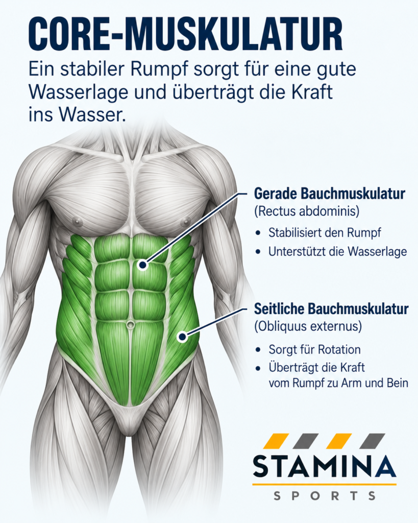 Schwimmanatomie: Wie arbeiten Muskeln beim kraulschwimmen? Bauch und Core Muskulatur für eine stabile Wasserlage beim Kraulen