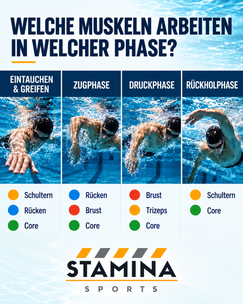 Schwimmanatomie: Wie arbeiten Muskeln beim kraulschwimmen? Muskelaktivität während der vier Phasen des Kraul Armzugs