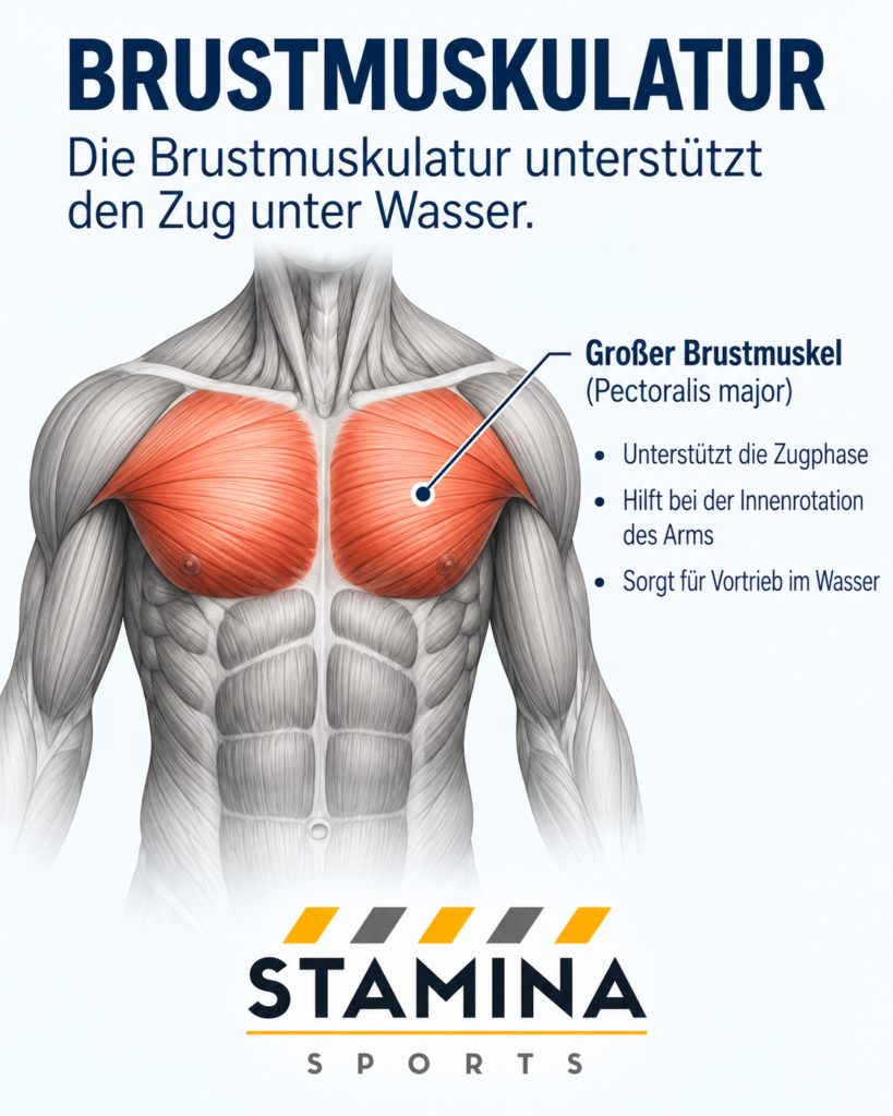Schwimmanatomie: Wie arbeiten Muskeln beim kraulschwimmen? Funktion des großen Brustmuskels beim Kraulschwimmen