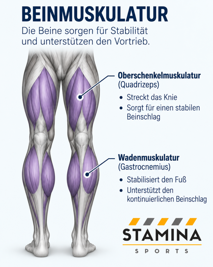 Schwimmanatomie: Wie arbeiten Muskeln beim kraulschwimmen? Beinmuskulatur und Beinschlag beim Kraulschwimmen