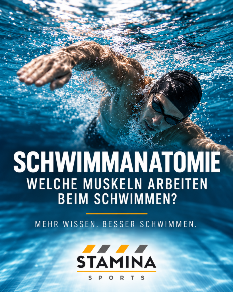 Schwimmanatomie: Wie arbeiten Muskeln beim kraulschwimmen? Schwimmanatomie: Welche Muskeln arbeiten beim Schwimmen?